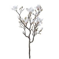 Magnolie,  creme/sart rosa