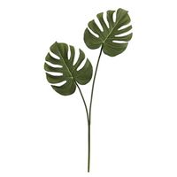 Philodendron