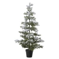 Imperial Snow Pine