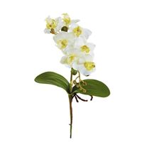 Phalaenopsis m. rod, hvid