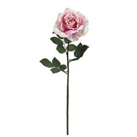 Carol Princess rose 76 cm