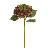 Jade-Hortensia bourgognegrøn