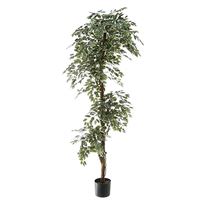 Ficus 180cm