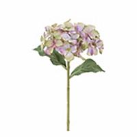 Hortensia creme/lilla 28 cm