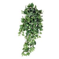 Scindapsus ranke 80 cm