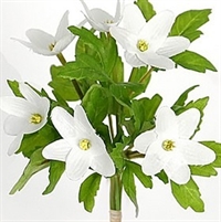 Bundt Anemoner - 18 cm.